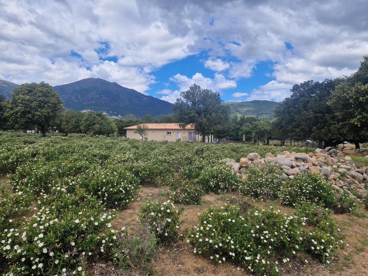 Domaine U Filanciu - Casa Chiara - Centru Di Corsica Villa Moltifao Exterior photo